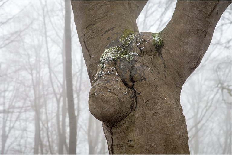 24310672493treesfaces FILEminimizer.jpg