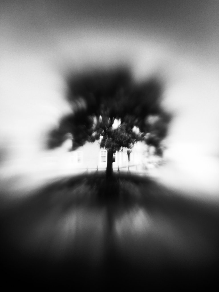 tree_lonely_copyright_Rosannedubbeld.JPEG