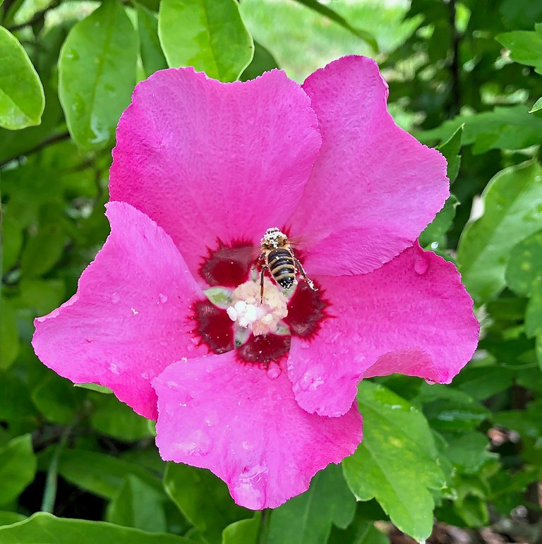 biene auf blume.jpg