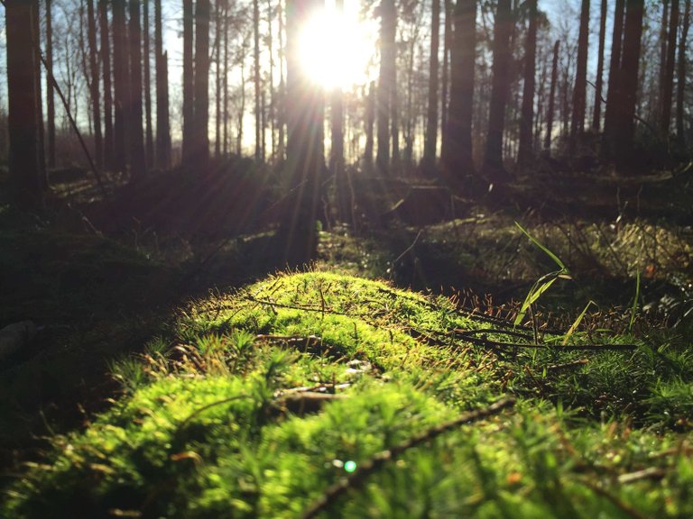 sunny_forest_moss.jpg