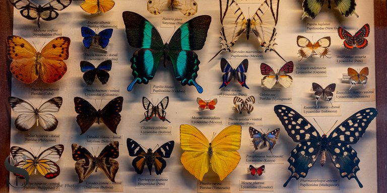 1 1 MONH Butterflies2.jpg