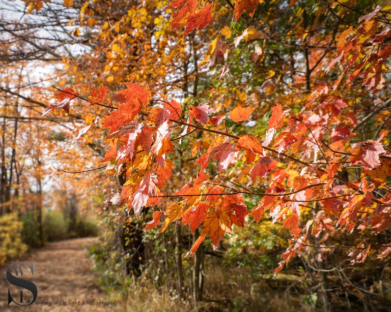 1 1 Trees Beaverbrook trail3.jpg