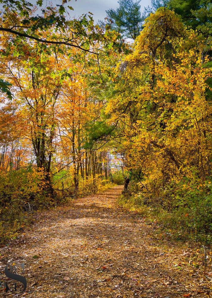 1 1 Trees Beaverbrook trail.jpg