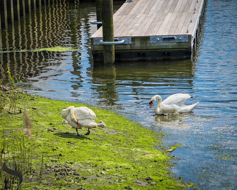 1 Swan family outing2.jpg