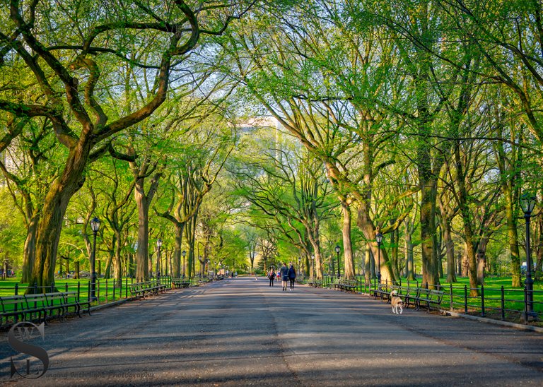 1 1 trees central Park5.jpg