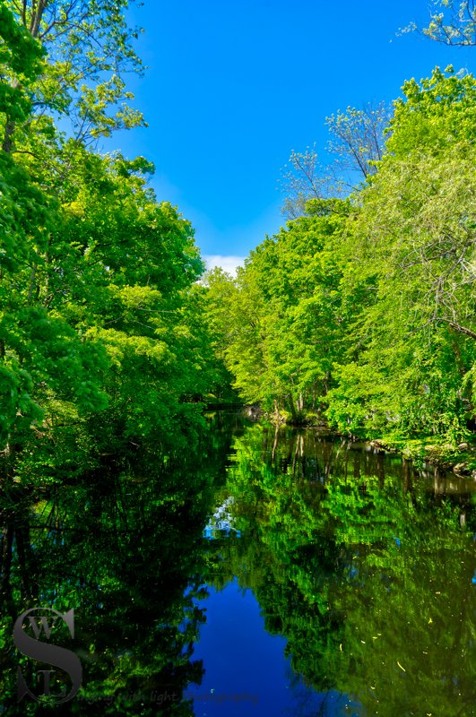 1 1 Tree tuesday near the duck Pond2.jpg