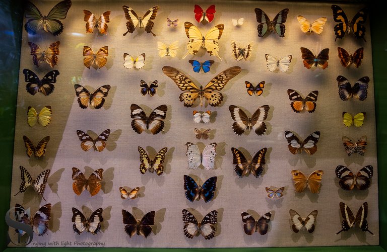 1 1 MONH Butterflies.jpg