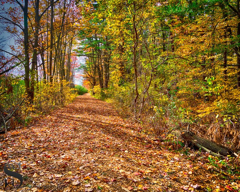 1 1 Trees Beaverbrook trail2.jpg