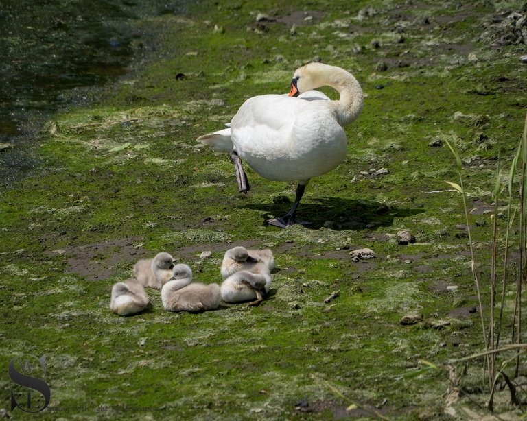 1 Swan family outing3.jpg