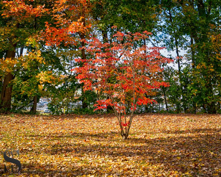 1 1 fall color Fowler field park.jpg