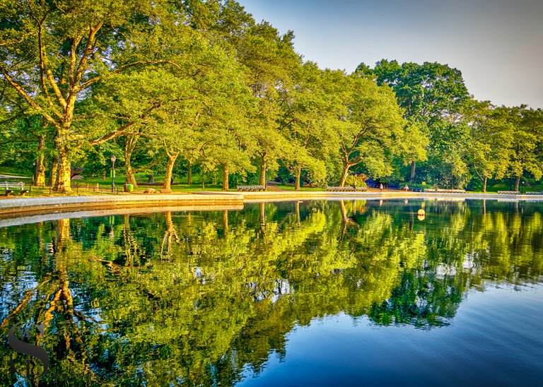 1 1 trees central Park.jpg