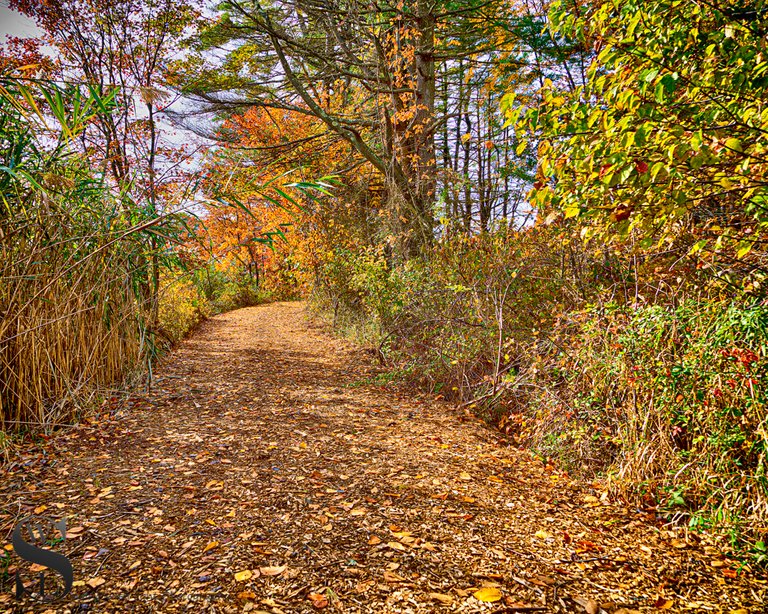 1 1 Trees Beaverbrook trail4.jpg