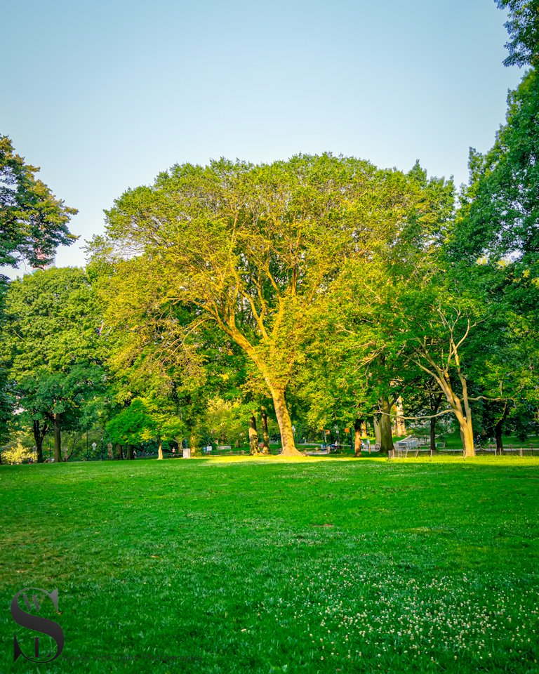 1 1 trees central Park2.jpg