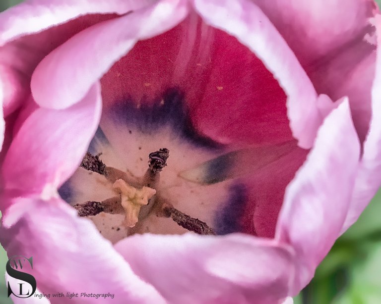 1 1 flower detail.jpg