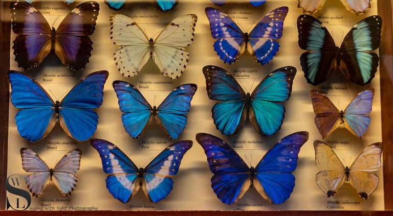 1 1 MONH Butterflies3.jpg