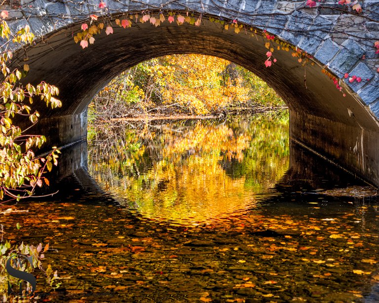 1 1 fall colors under the Bridge.jpg