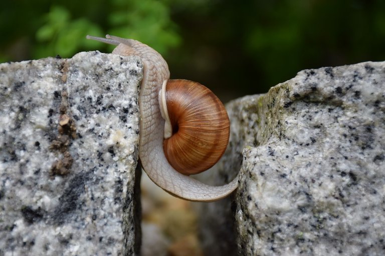 snail1447233_960_720.jpg