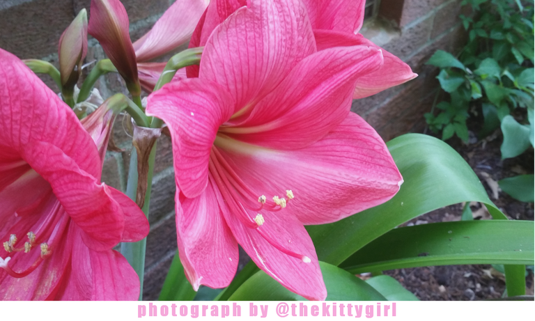 Amaryllis2.png