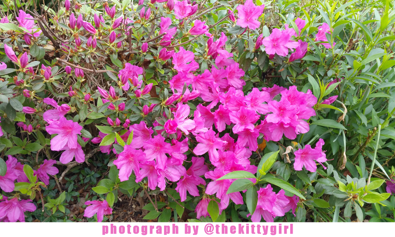 FuchsiaAzaleas3.png