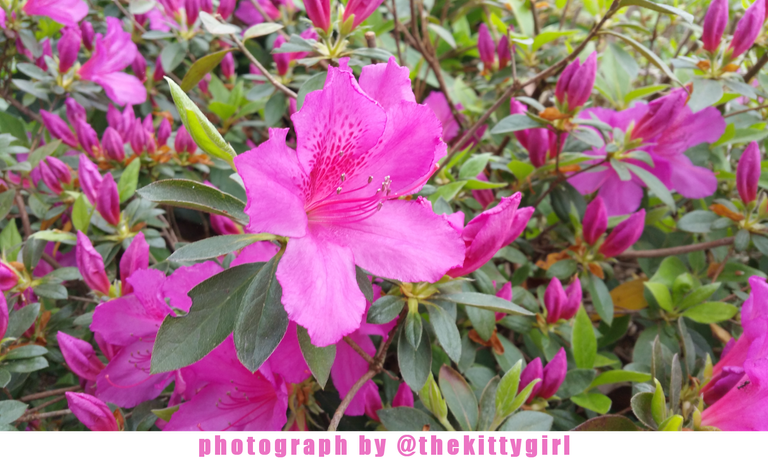 FuchsiaAzaleas4.png