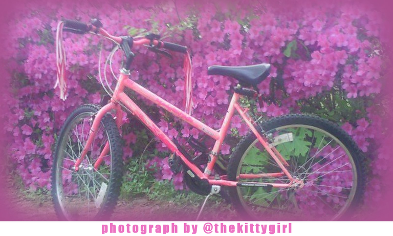 PinkBike.png