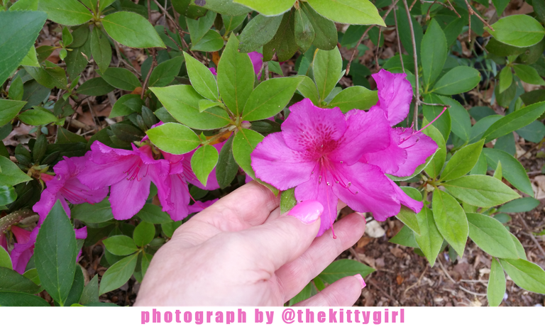 FuchsiaAzaleas5.png