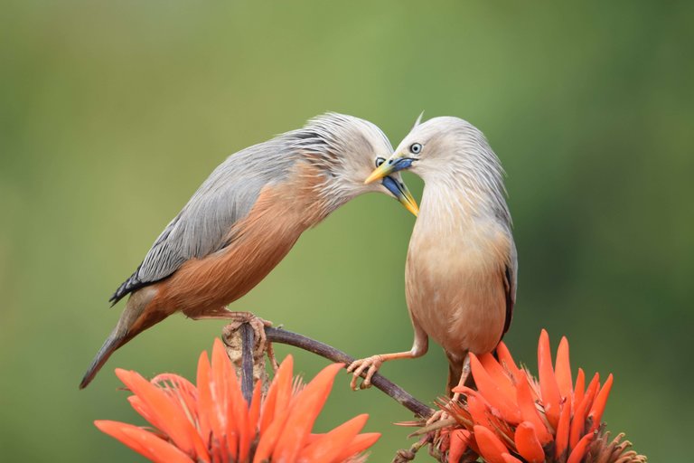 Birdlove 22.jpg