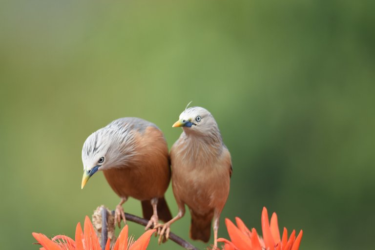 Birdlove 11.jpg