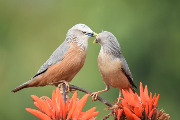 Birdlove 20.jpg