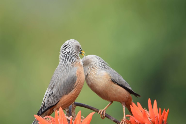 Birdlove 33.jpg