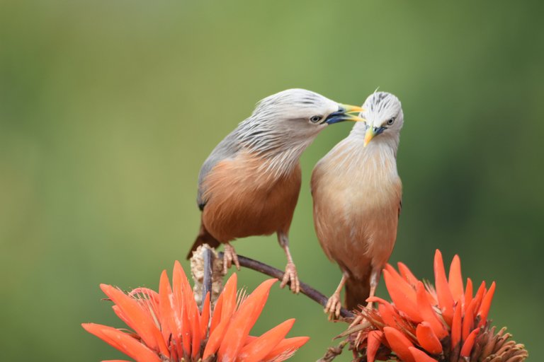 Birdlove 4.jpg