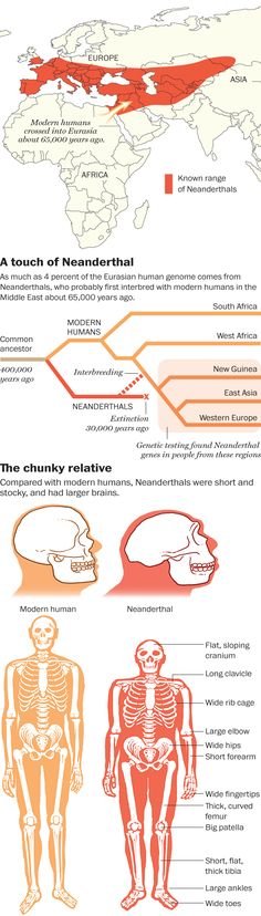 neanderthalsapiencomparison.jpg