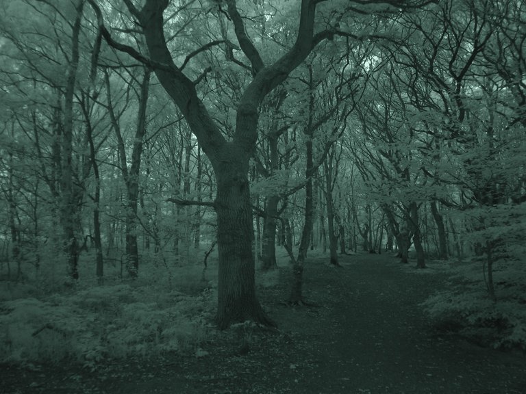 Forked tree