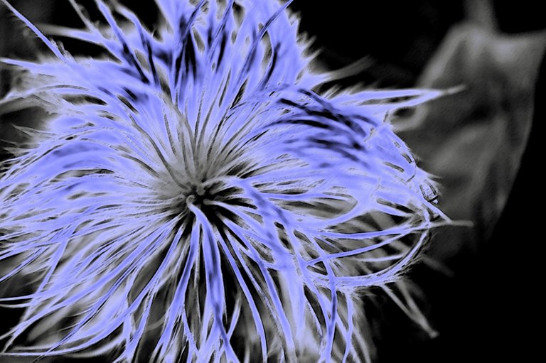 fluffy_allium_mono_blue_1600.jpg