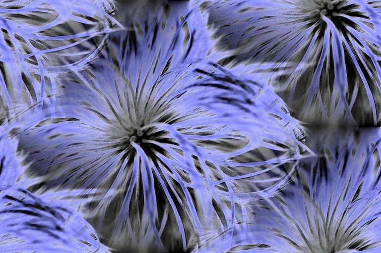 fluffy_allium_mono_blue_1600_seamless.jpg