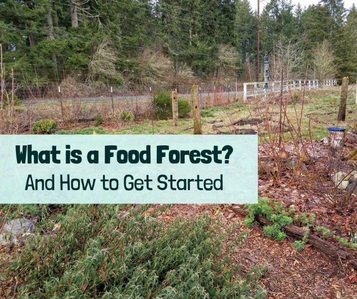 startfoodforestfeatured.jpg