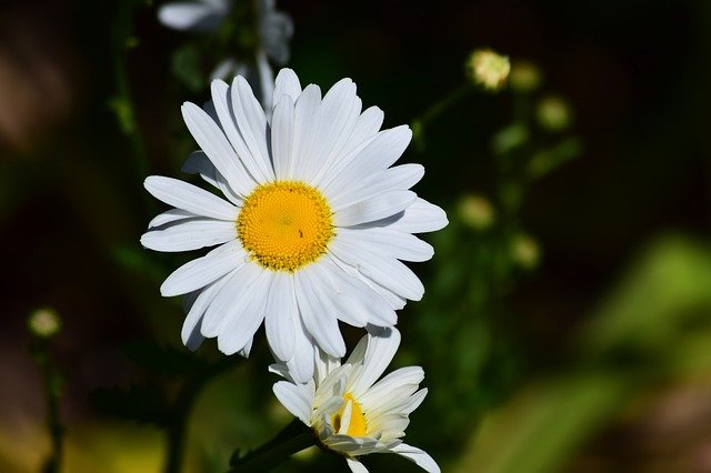 marguerite3471577_640.jpg