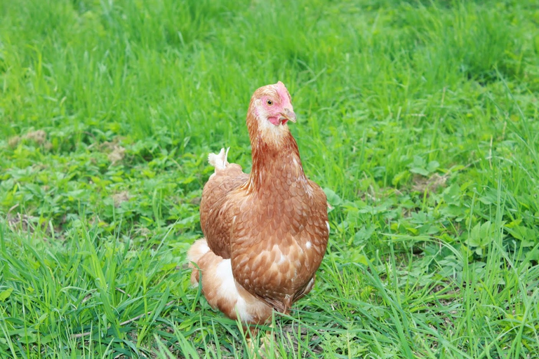 spokojená drůbež