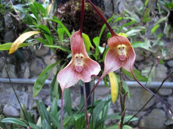 Monkey Face Orchid  Dracula Simia .jpg