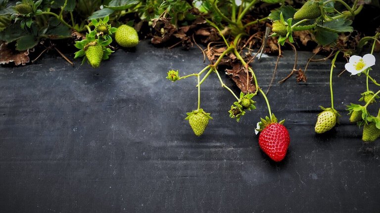 Strawberries