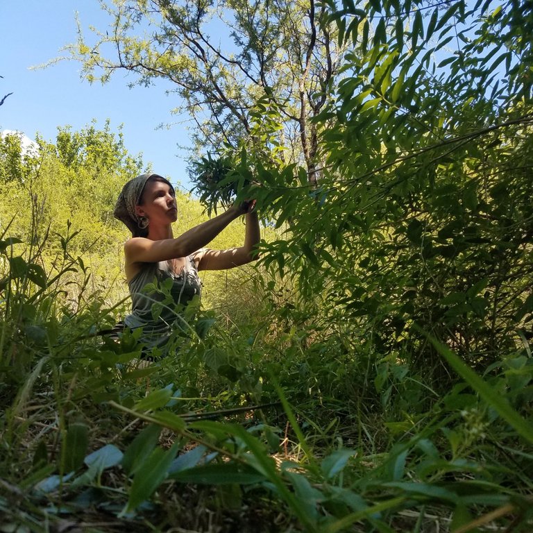 Lemon Verbena