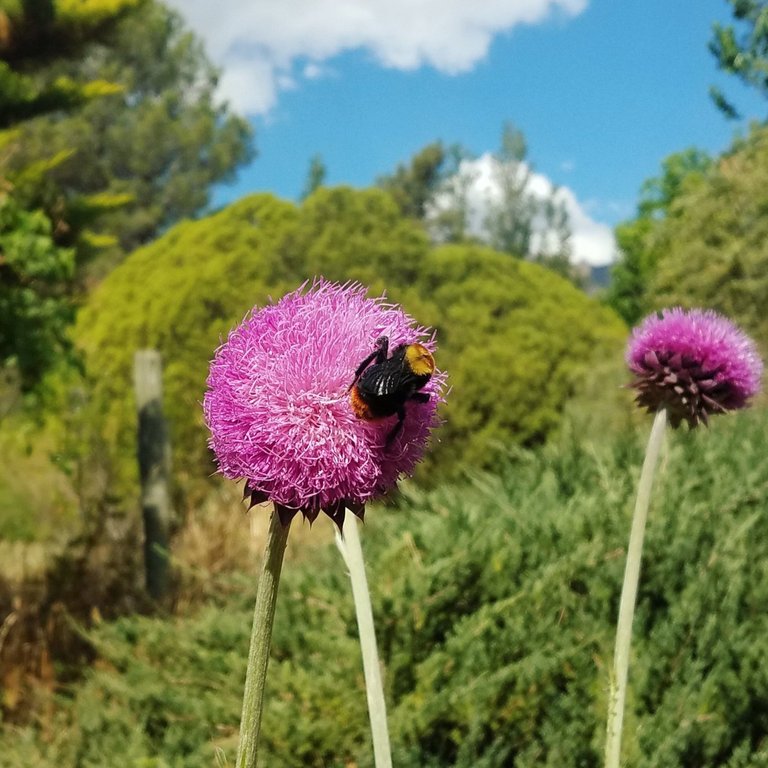 bumble and thistle
