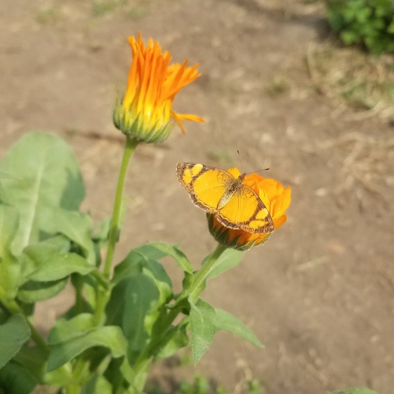 claudina on calendula