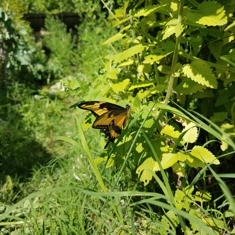 limonera about to fly away