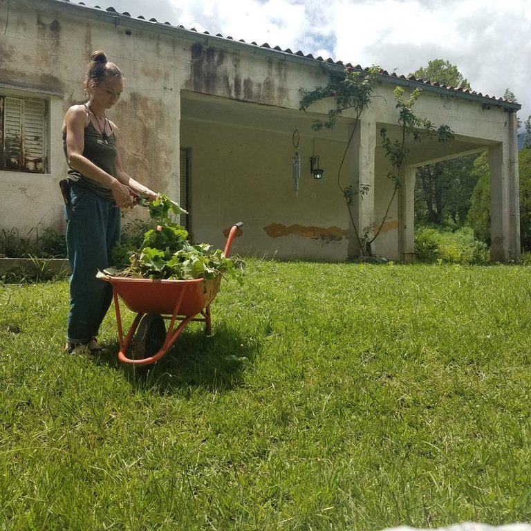 burdock fertilizer