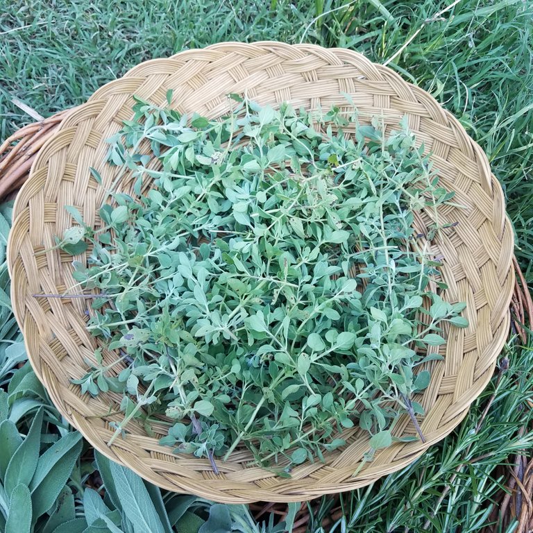 oregano