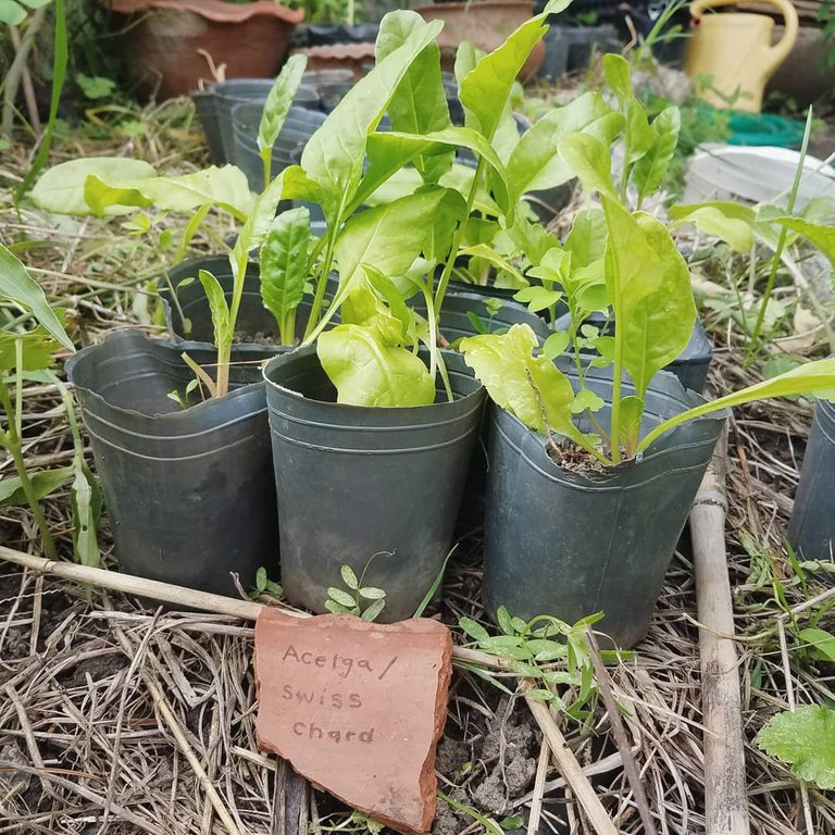 swiss chard starts