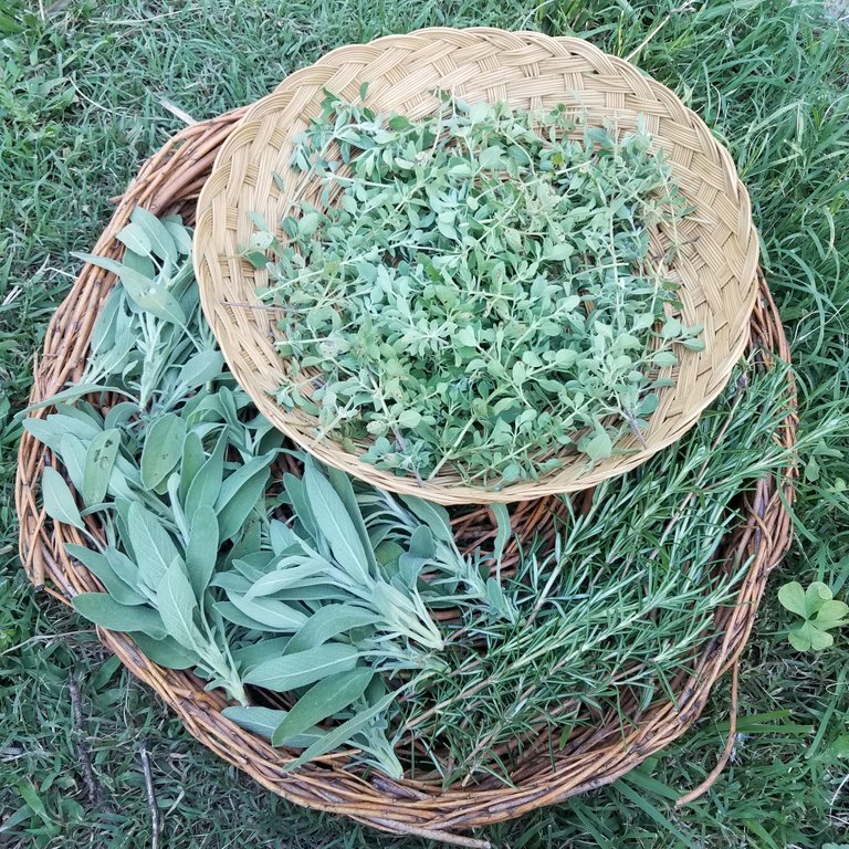 sage, rosemary, oregano