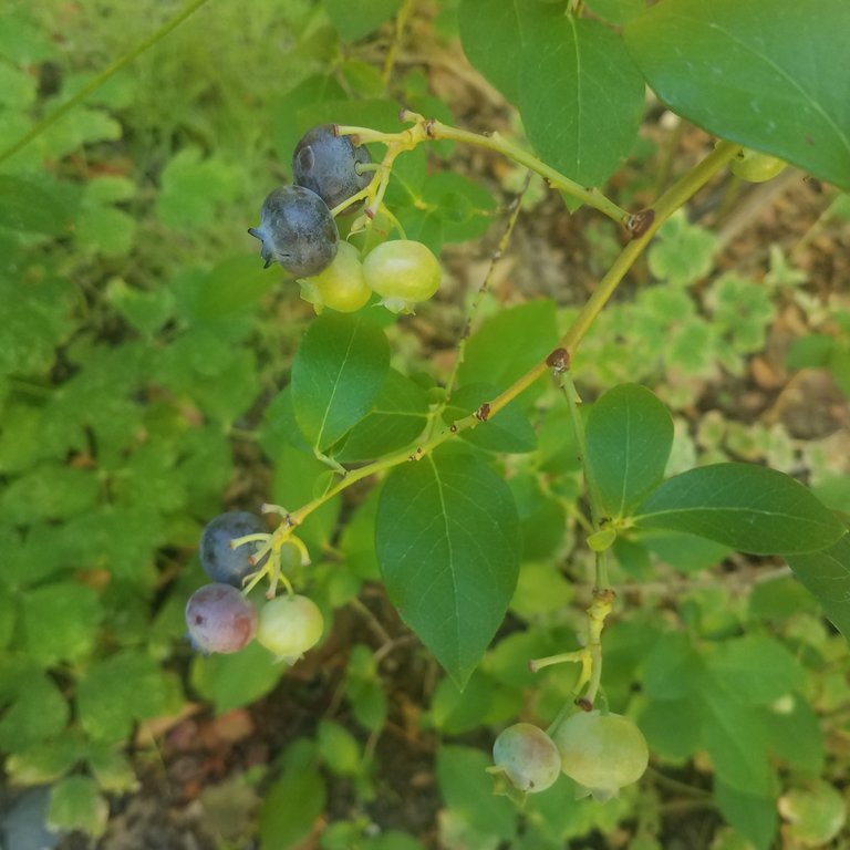 blue berries