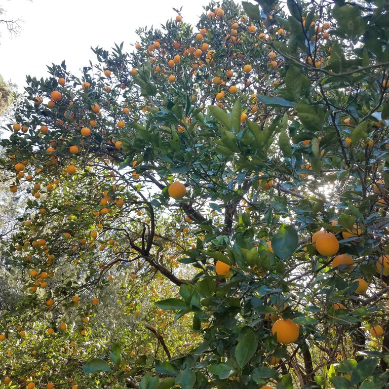 Orange tree